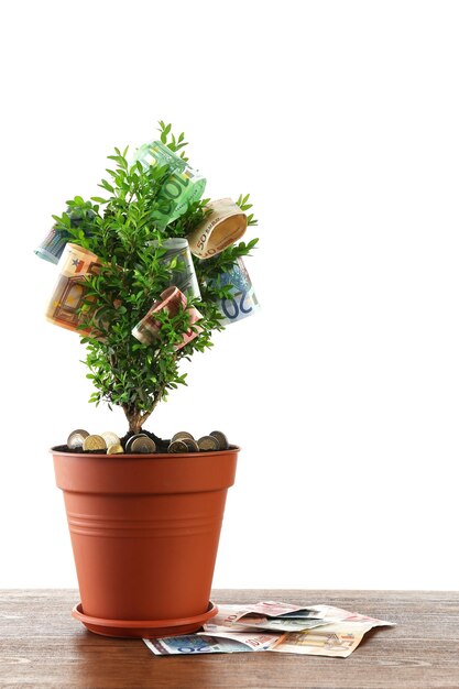 Árbol decorativo en maceta con dinero en mesa aislado en blanco