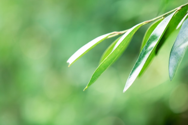 Árbol deja bokeh para fondo de naturaleza