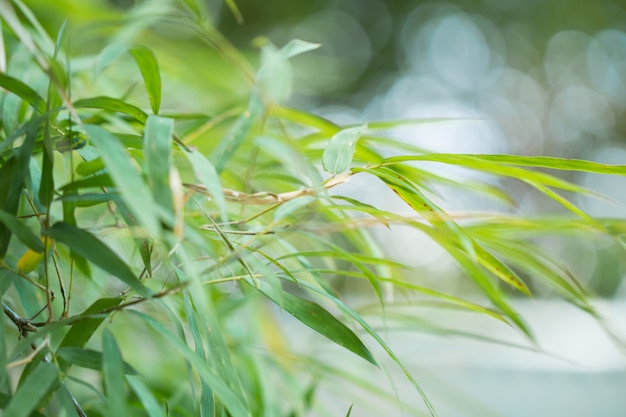 Árbol deja bokeh para fondo de naturaleza