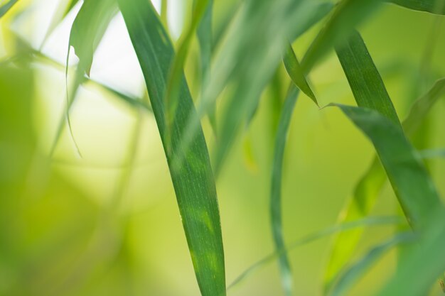 Árbol deja bokeh para fondo de naturaleza