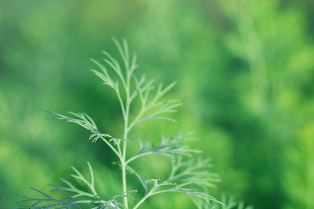 Árbol deja bokeh para fondo de naturaleza