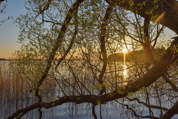 Árbol dejando caer ramas en el río al atardecer