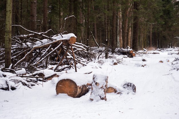 Árbol derribado en la nieve en el bosque de invierno. Deforestación en el invierno.