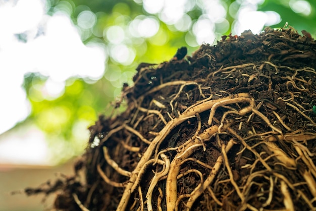 Árbol desgarrado con raíces debajo de la tierra