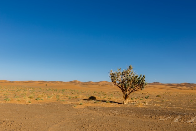 Árbol en el desierto del Sahara
