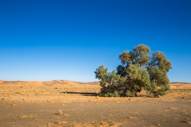 Árbol en el desierto del Sahara