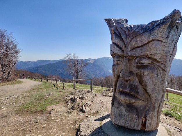 Árbol desnudo en el campo contra un cielo despejado