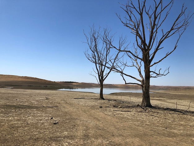 Árbol desnudo en el campo contra un cielo despejado