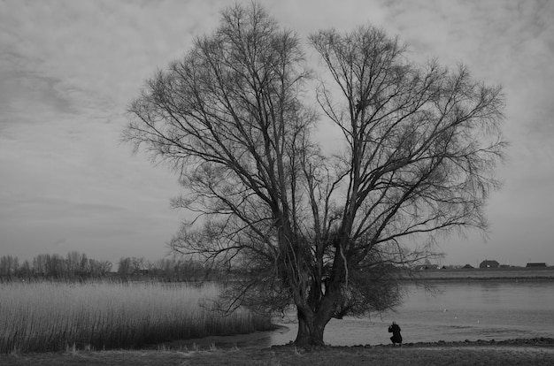 Árbol desnudo en el campo contra el cielo