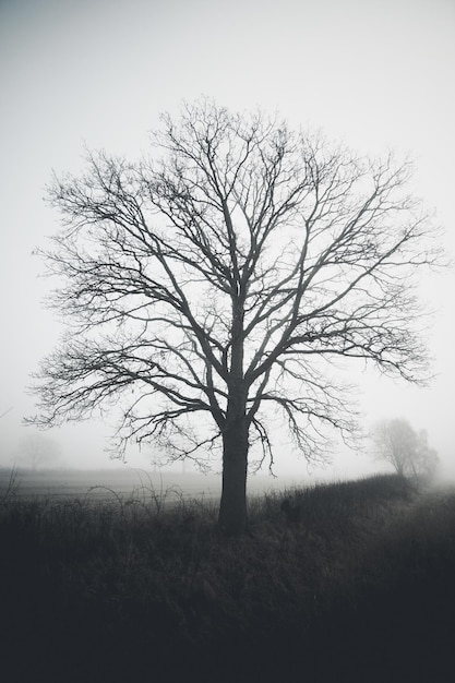 Árbol desnudo en el campo en tiempo de niebla