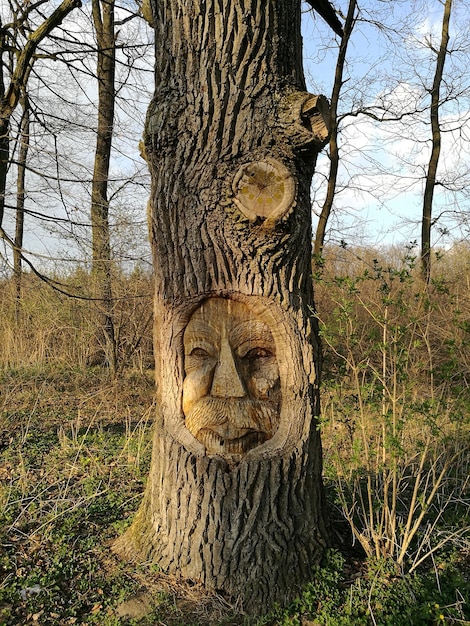 Árbol desnudo contra el cielo