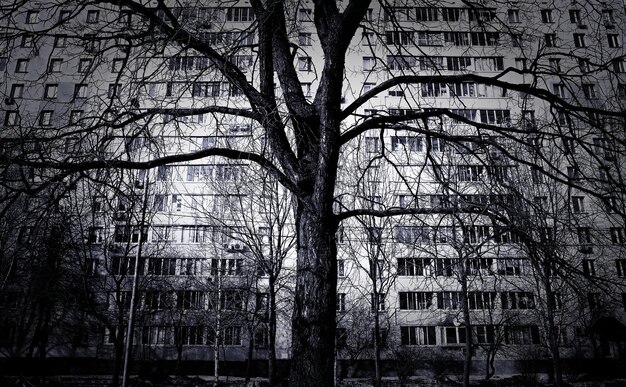 Árbol desnudo dramático detrás de un telón de fondo de bienes raíces de segunda mano