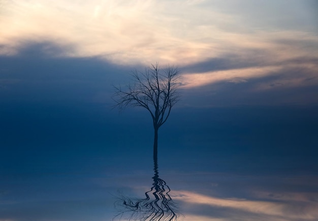 Árbol desnudo reflejado en el lago contra el cielo nublado