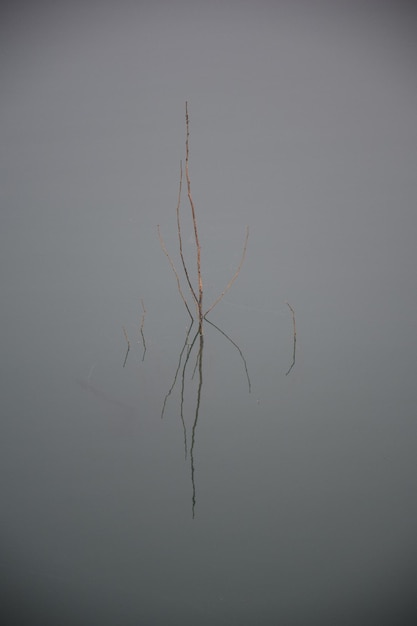 Árbol desnudo sobre el lago en invierno