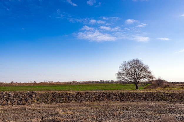 Árbol desnudo solitario en el campo agrícola contra el cielo azul