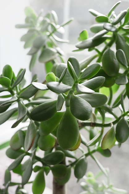 Árbol de dinero de cosecha propia en la ventana. Suculentas de hoja perenne en un primer plano de la olla. El símbolo tradicional de la aparición del dinero en la casa. Bonsai