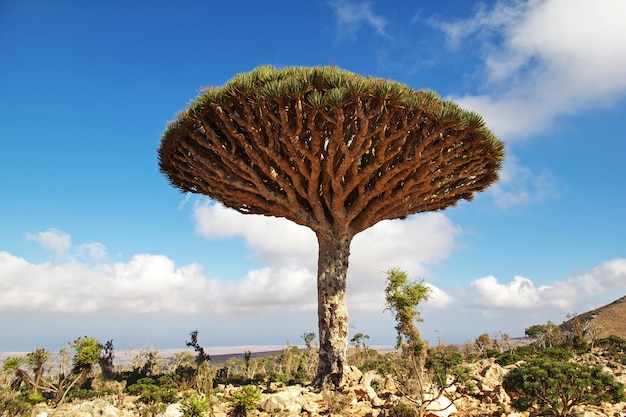 Árbol de dragón, árbol de sangre en la meseta de Homhil, isla de Socotra, Océano Índico, Yemen