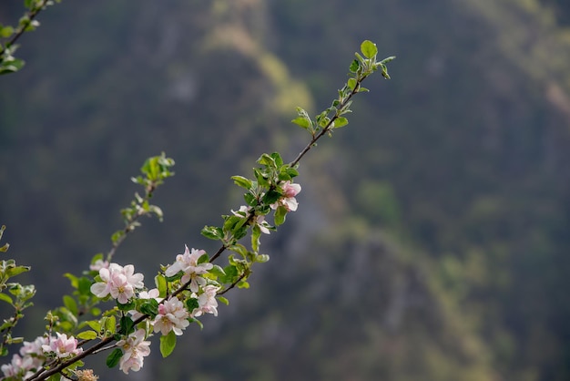 Árbol de durazno en flor