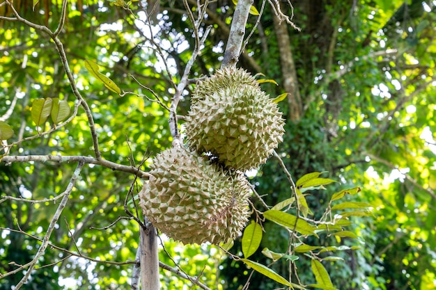 Árbol de durian Fruta fresca de durian en el árbol Los durianes son el rey de las frutas Tropical de la isla de frutas asiáticas Bali Indonesia