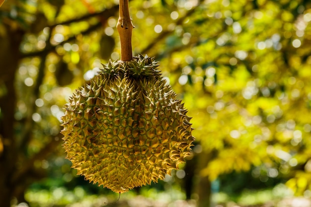 Árbol de Durian en la fruta de la granja