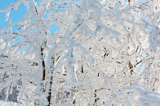 Árbol encogido de nieve de invierno en la montaña