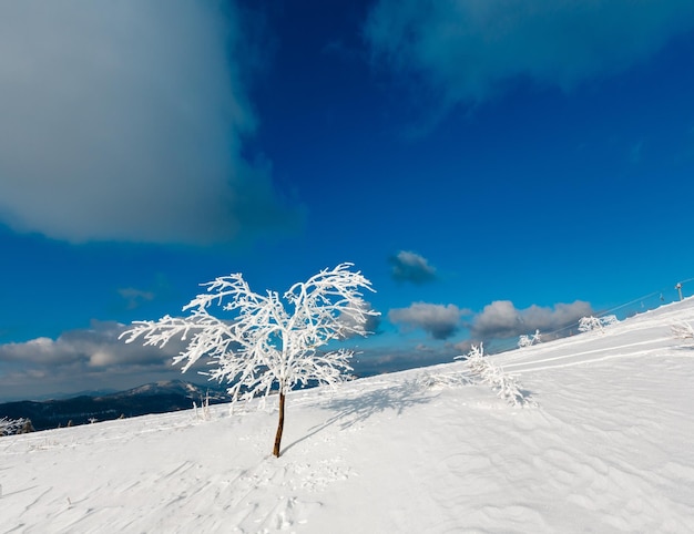 Árbol encogido de nieve de invierno en la montaña