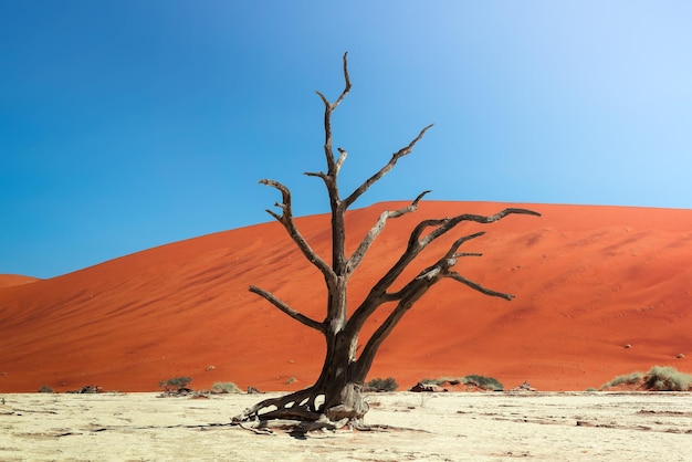 Árbol de espina de camello muerto y las dunas rojas de Deadvlei en Namibia