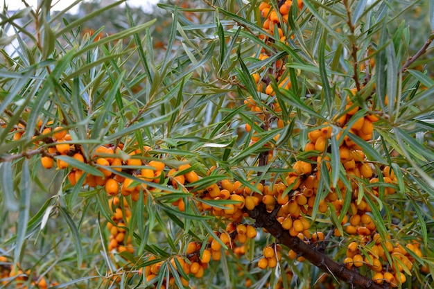 Árbol de espino cerval de mar con bayas de naranja aislado de cerca