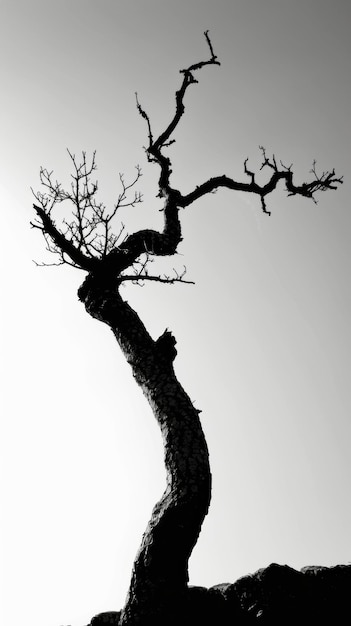 Árbol estéril en blanco y negro