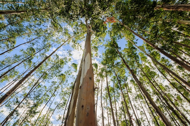 Árbol de eucalipto contra el cielo