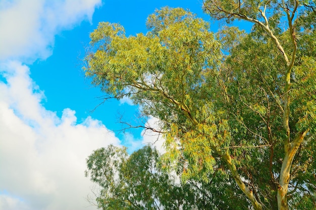 Árbol de eucalipto visto desde abajo en un día nublado