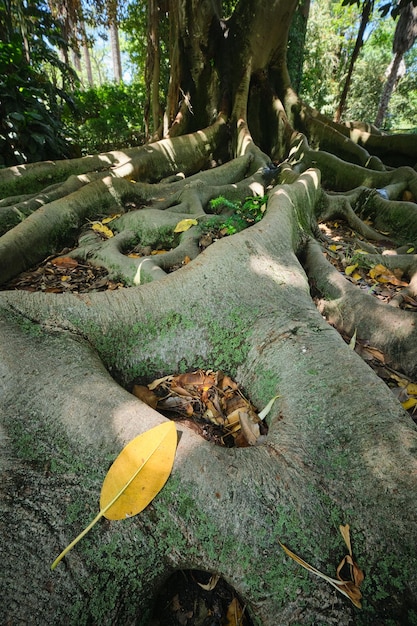 Árbol exótico Ficus macrophylla banyan australiano tronco de higuera y raíces de contrafuerte cerrar