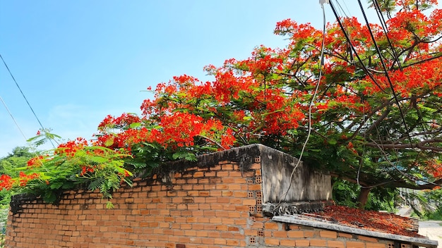 Árbol extravagante o flor de fénix una especie de árbol urbano que florece flores rojas brillantes en la temporada de verano hermosa flor en la rama del árbol desde la vista inferior