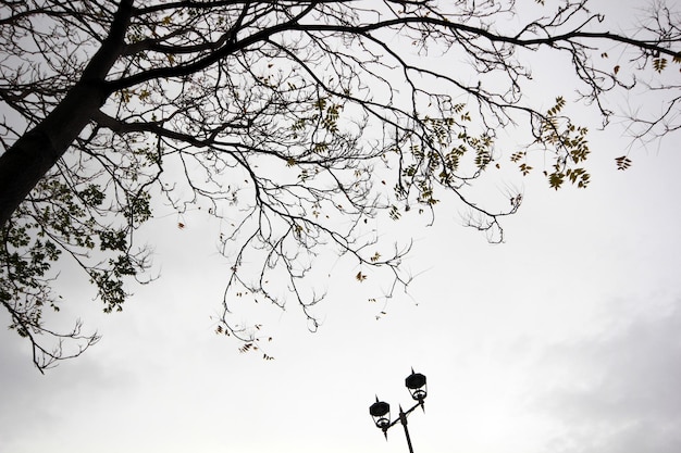 Árbol y farola en el parque.