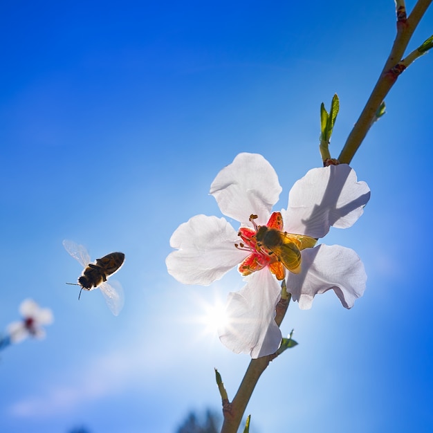 Árbol de flor de almendra con polinización de abejas en primavera.