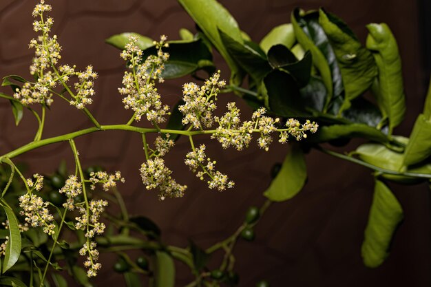 Árbol en flor Ambarella