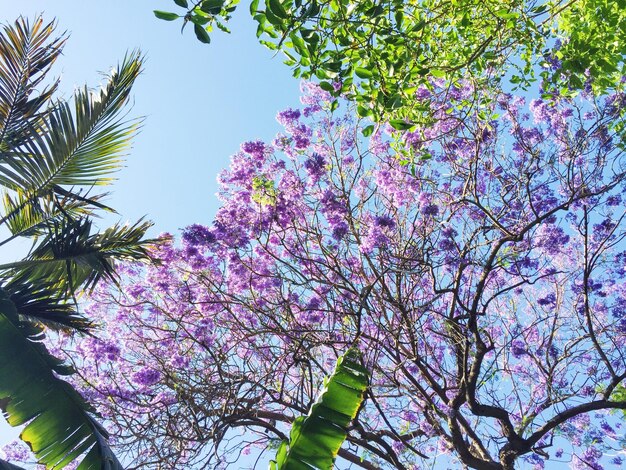 Árbol en flor belleza en paisajes naturales y concepto de medio ambiente