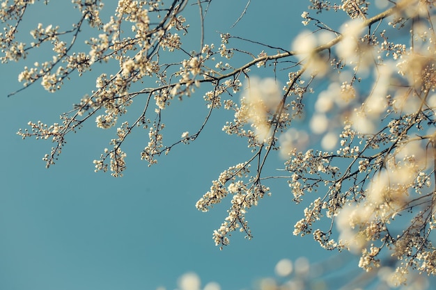 Árbol en flor blanca