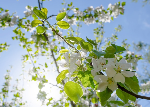 Árbol de flor de cerezo de manzana en los rayos del sol sobre un fondo de cielo azul