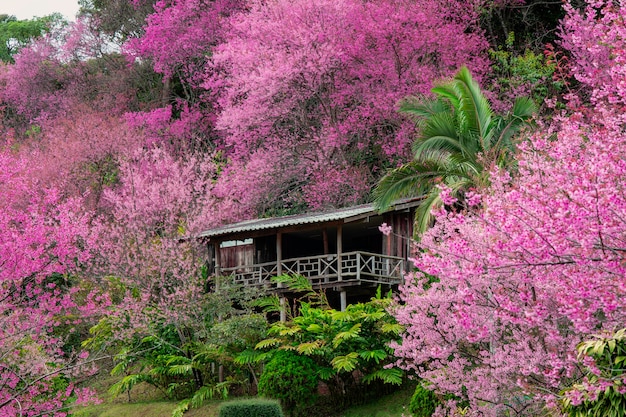 Árbol de flor de cerezo rosa primavera en día soleado con rayo de sol, flor de Sakura florece