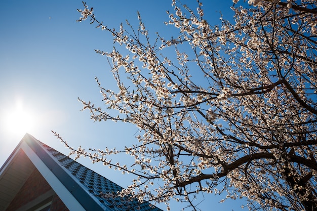 Árbol en flor en un día soleado. Cielo azul de fondo.