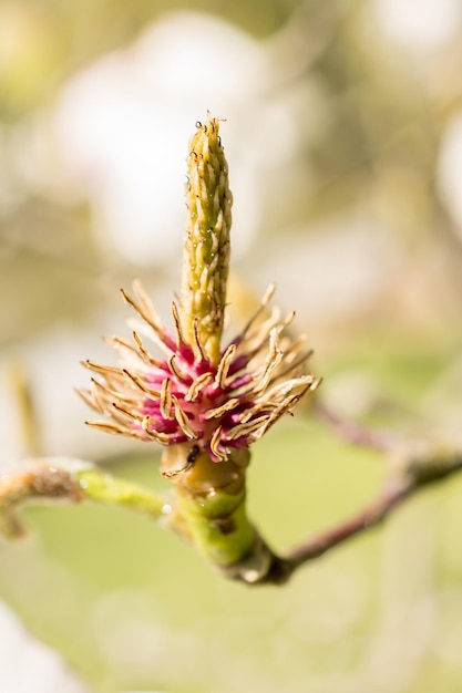 Árbol flor flor hermosas flores en primavera