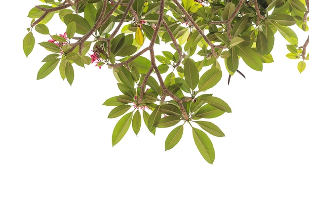 Árbol de flor de Frangipani aislado sobre fondo blanco