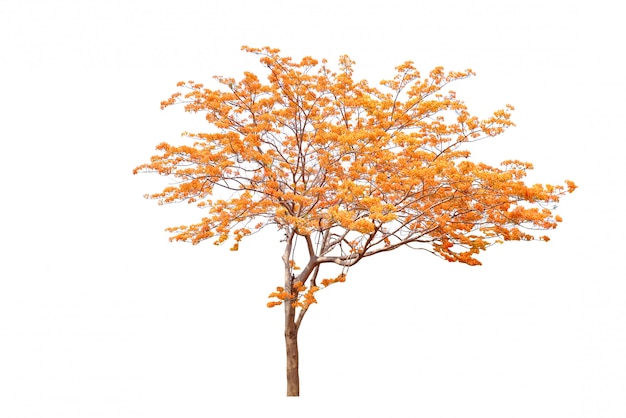 Árbol de flor de otoño aislado sobre fondo blanco.