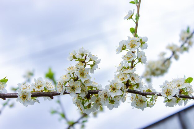 Árbol en flor en la polinización de primavera por las abejas