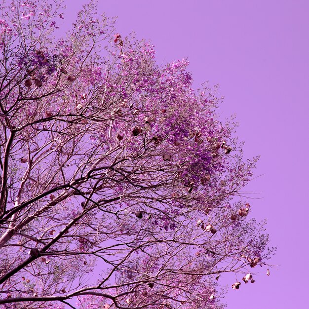 Árbol de flor púrpura. Arte minimalista de plantas