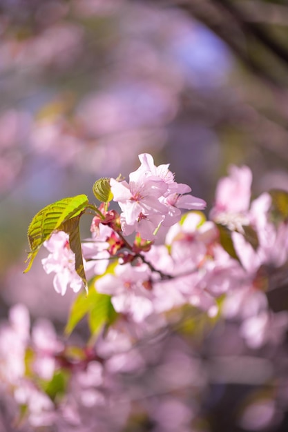Árbol de flor rosa de sakura de Okinawa