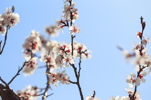 Árbol de flor sobre fondo de naturaleza flores de primavera fondo de primavera Concepto borroso Fondo natural Flores de albaricoque