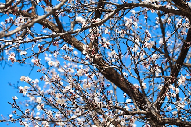 Árbol de flor sobre fondo de naturaleza flores de primavera fondo de primavera Concepto borroso Fondo natural Flores de albaricoque