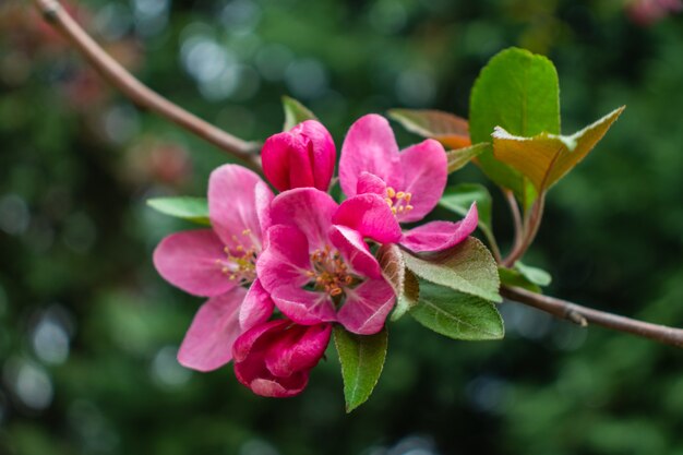 Árbol de flor sobre fondo de naturaleza. Flores de primavera Fondo de primavera